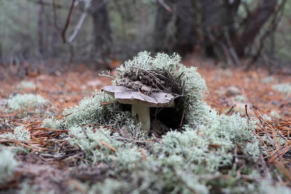 苔のシャルボニエキノコ トリコロマ ポルテントーサム — ストック写真