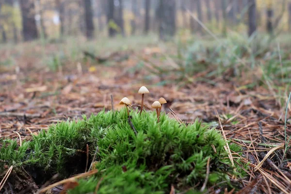 苔の中の小さな茶色のキノコ Mycena Valgaris — ストック写真