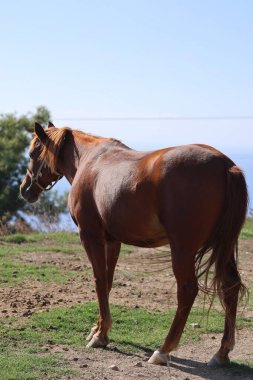 Kahverengi at, yüksek kaliteli fotoğraf.