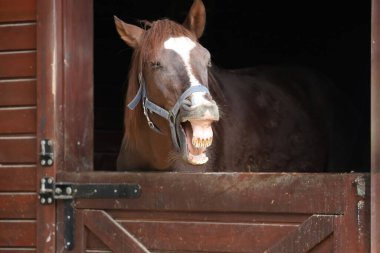 At ahırı girişi. Neigh, komik surat, at gülü, somurtkan surat.