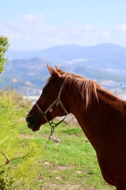 Kahverengi at, yüksek kaliteli fotoğraf.