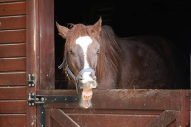 At ahırı girişi. Neigh, komik surat, at gülü, somurtkan surat.
