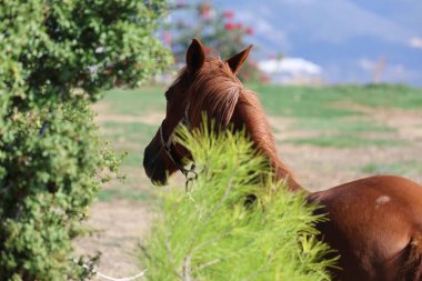 Kahverengi at, yüksek kaliteli fotoğraf.