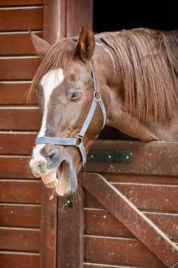 At ahırı girişi. Neigh, komik surat, at gülü, somurtkan surat.