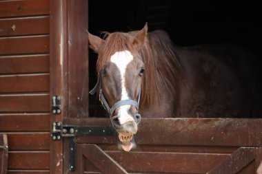 At ahırı girişi. Neigh, komik surat, at gülü, somurtkan surat.