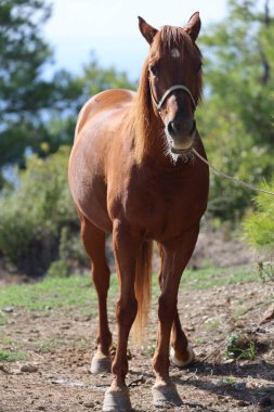 Kahverengi at, yüksek kaliteli fotoğraf.