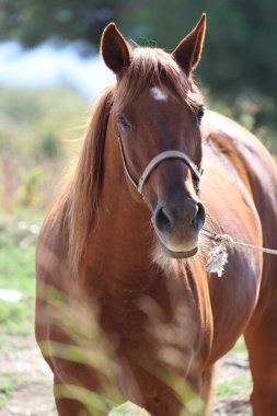 Kahverengi at, yüksek kaliteli fotoğraf.