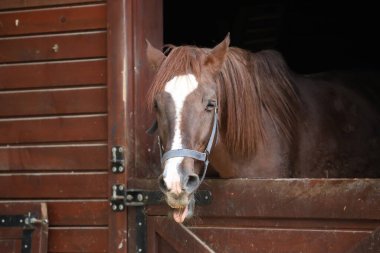At ahırı girişi. Neigh, komik surat, at gülü, somurtkan surat.