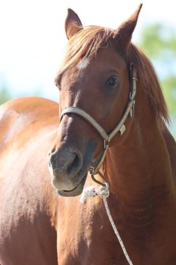 Kahverengi at, yüksek kaliteli fotoğraf.
