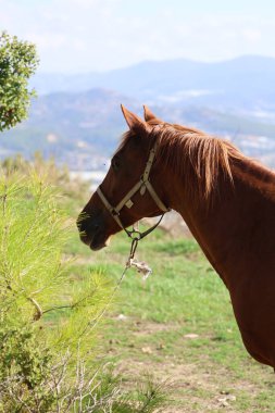 Kahverengi at, yüksek kaliteli fotoğraf.