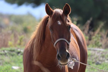 Kahverengi at, yüksek kaliteli fotoğraf.