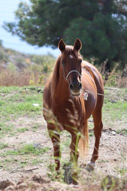 Kahverengi at, yüksek kaliteli fotoğraf.