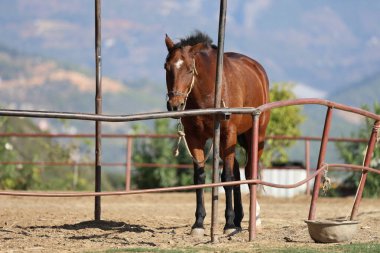 Dizgin takan at. At otlağı. Yüksek kalite fotoğraf