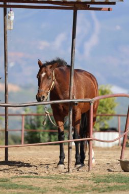 Kahverengi at, yüksek kaliteli fotoğraf.