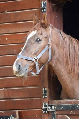 At ahırı girişi. At ahırı penceresi. Yüksek kalite fotoğraf