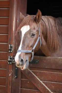 At ahırı girişi. Neigh, komik surat, at gülü, somurtkan surat.