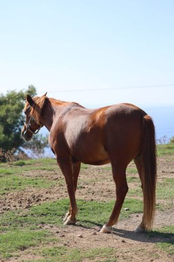 Kahverengi at, yüksek kaliteli fotoğraf.