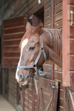 At ahırı girişi. Yüksek kalite fotoğraf