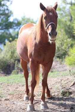 Kahverengi at, yüksek kaliteli fotoğraf.