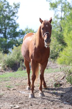 Kahverengi at, yüksek kaliteli fotoğraf.