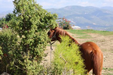 Kahverengi at, yüksek kaliteli fotoğraf.