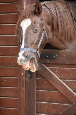 At ahırı girişi. Neigh, komik surat, at gülü, somurtkan surat.