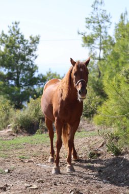Kahverengi at, yüksek kaliteli fotoğraf.
