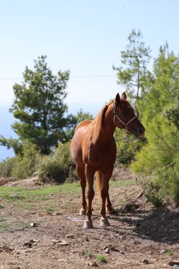 Kahverengi at, yüksek kaliteli fotoğraf.
