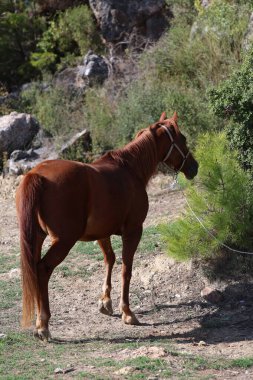 Kahverengi at, yüksek kaliteli fotoğraf.