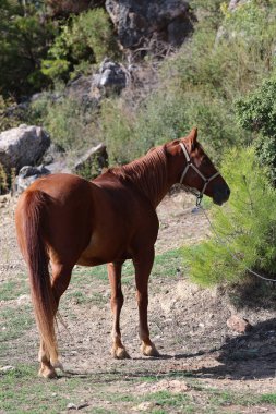 Kahverengi at, yüksek kaliteli fotoğraf.