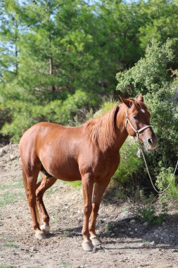 Kahverengi at, yüksek kaliteli fotoğraf.