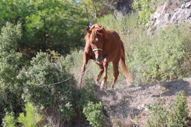 Kahverengi at, yüksek kaliteli fotoğraf.