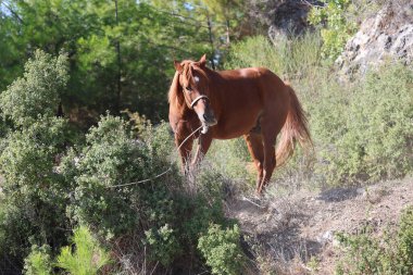 Kahverengi at, yüksek kaliteli fotoğraf.