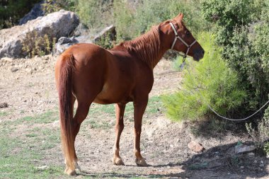 Kahverengi at, yüksek kaliteli fotoğraf.