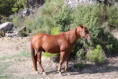 Kahverengi at, yüksek kaliteli fotoğraf.
