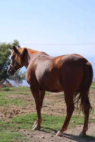 Kahverengi at, yüksek kaliteli fotoğraf.