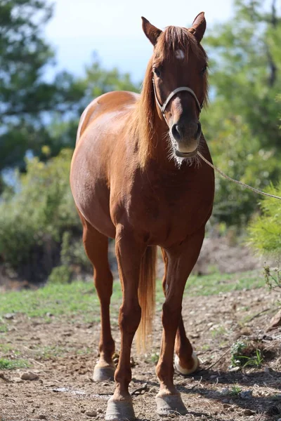 Kahverengi at, yüksek kaliteli fotoğraf.