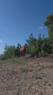 Deniz kenarında bir at. Açık havada kahverengi at. Yüksek kalite fotoğraf