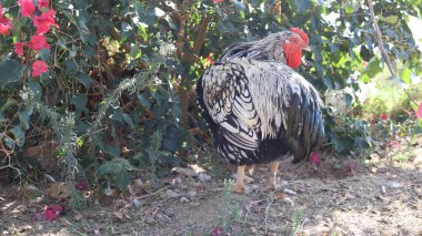 Horoz, çiçekler, yeşillik. Resim gibi manzara.