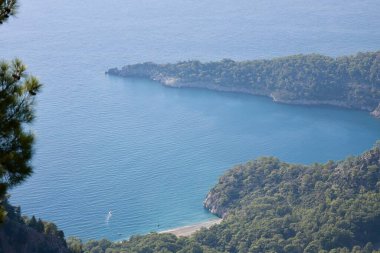 Okyanus ormanı kıyısı. Yüksek kalite fotoğraf