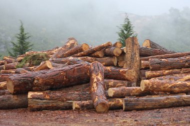 Kesilmiş kütükler, sisli resimli dağlar. Yüksek kalite fotoğraf