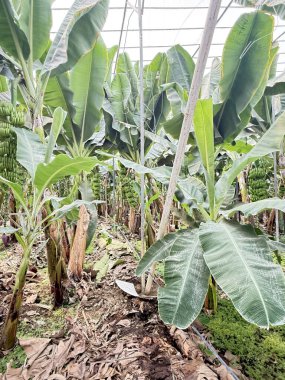 Yeşil muz çiftliği. Yüksek kalite fotoğraf