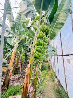 Yeşil muz çiftliği. Yüksek kalite fotoğraf