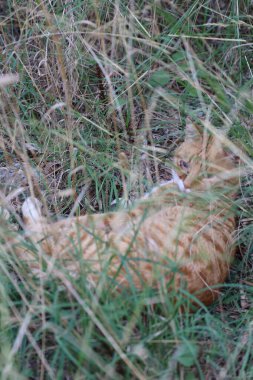 Turuncu kedi otu. Yüksek kalite fotoğraf
