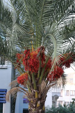 Palmiye ağaçları, parlak turuncu palmiyeler. Yüksek kalite fotoğraf