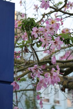 Pembe çiçek dalı. ceiba Specosa Yüksek kalite fotoğraf