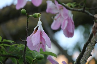 Pembe çiçek dalı. ceiba Specosa Yüksek kalite fotoğraf