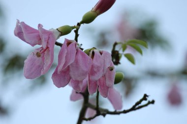 Pembe çiçek dalı. ceiba Specosa Yüksek kalite fotoğraf