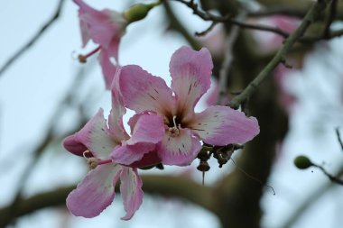 Pembe çiçek dalı. ceiba Specosa Yüksek kalite fotoğraf