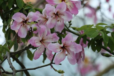 Pembe çiçek dalı. ceiba Specosa Yüksek kalite fotoğraf